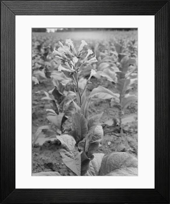 Framed Print : Possibly: Single tobacco flower, Soofly, Granville County, North Carolina, 1939. Creator: Dorothea Lange Framed Print : Possibly: Single tobacco flower, Soofly, Granville County, North Carolina, 1939. Creator: Dorothea Lange