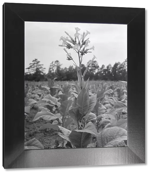 Single tobacco flower, Soofly, Granville County, North Carolina, 1939. Creator: Dorothea Lange
