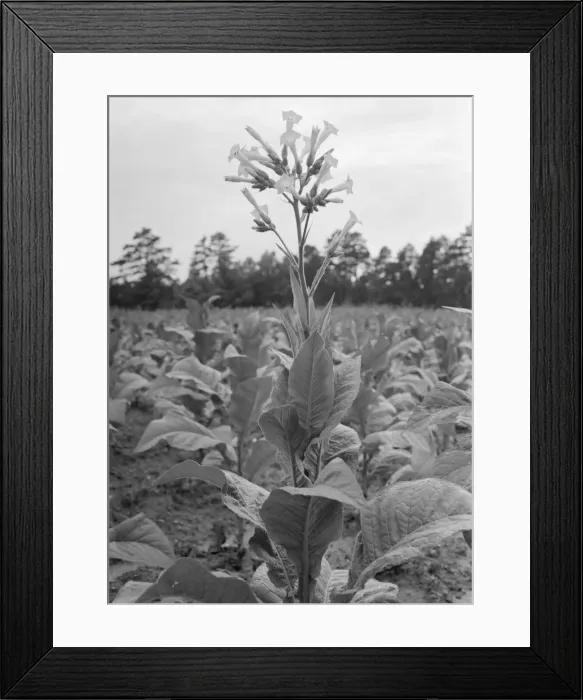 Framed Print : Single tobacco flower, Soofly, Granville County, North Carolina, 1939. Creator: Dorothea Lange Framed Print : Single tobacco flower, Soofly, Granville County, North Carolina, 1939. Creator: Dorothea Lange
