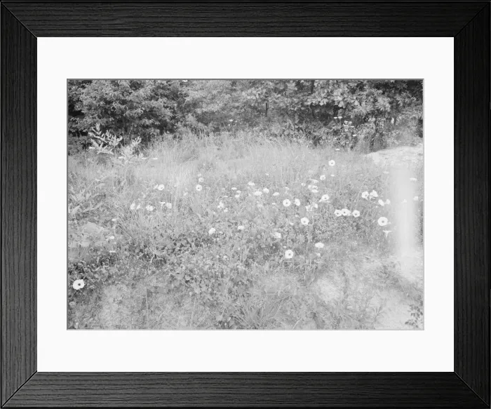 Framed Print : Possibly: Along county road, Person County, North Carolina, 1939. Creator: Dorothea Lange Framed Print : Possibly: Along county road, Person County, North Carolina, 1939. Creator: Dorothea Lange
