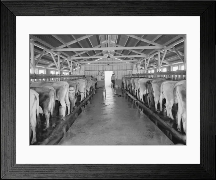 Framed Print : Mineral King Cooperative Association, FSA, Tulare County, California, 1939. Creator: Dorothea Lange Framed Print : Mineral King Cooperative Association, FSA, Tulare County, California, 1939. Creator: Dorothea Lange