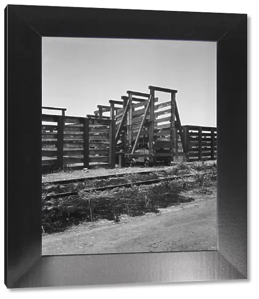Cattle chute and part of corral, Fresno County on U. S. 99, 1939. Creator: Dorothea Lange