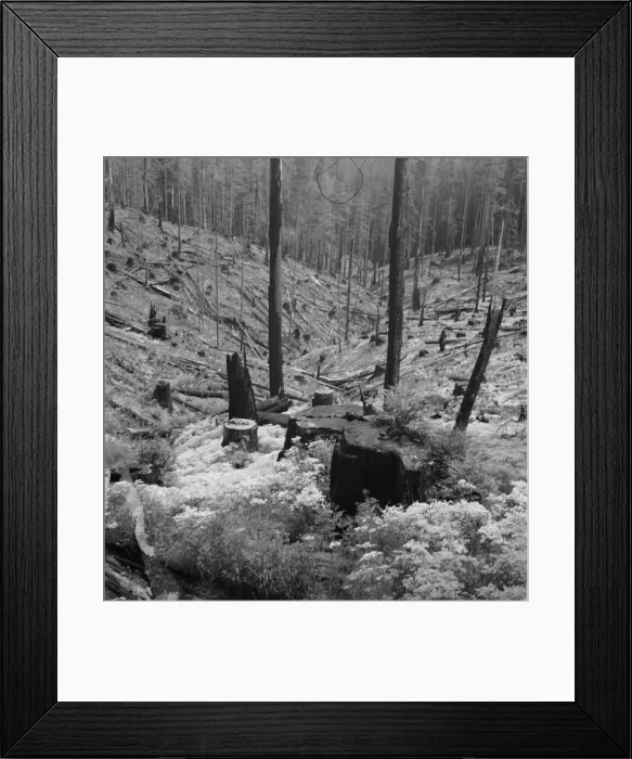 Framed Print : Logged over land along U. S. 99. Southern Oregon, 1939. Creator: Dorothea Lange Framed Print : Logged over land along U. S. 99. Southern Oregon, 1939. Creator: Dorothea Lange