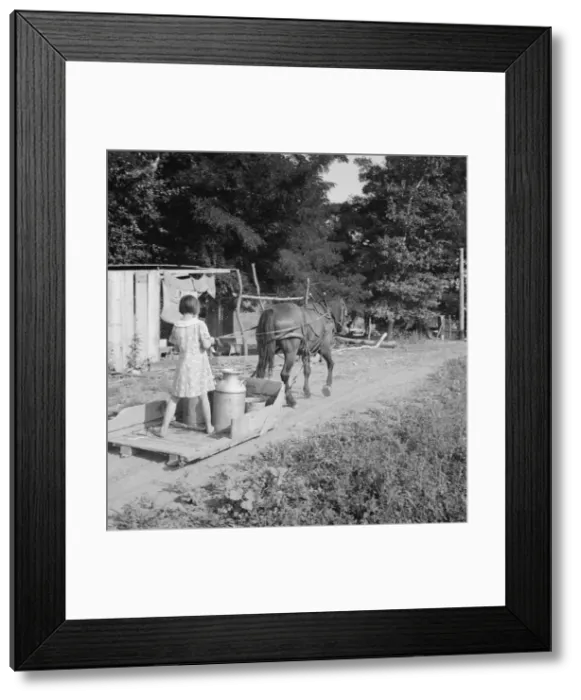 Framed Print : All Chris Adolfs children are hard workers on the new place, Yakima Valley, Washington, 1939. Creator: Dorothea Lange Framed Print : All Chris Adolfs children are hard workers on the new place, Yakima Valley, Washington, 1939. Creator: Dorothea Lange