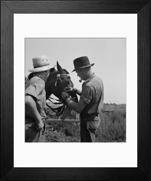 Framed Print : Hired man helps the farmers oldest boy on the Myers farm, Washington, Yakima County, 1939. Creator: Dorothea Lange Framed Print : Hired man helps the farmers oldest boy on the Myers farm, Washington, Yakima County, 1939. Creator: Dorothea Lange