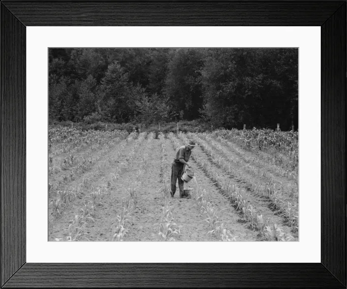 Framed Print : Hand irrigation on small rented subsistence farm, Grays Harbor County, Western Washington, 1939. Creator: Dorothea Lange Framed Print : Hand irrigation on small rented subsistence farm, Grays Harbor County, Western Washington, 1939. Creator: Dorothea Lange