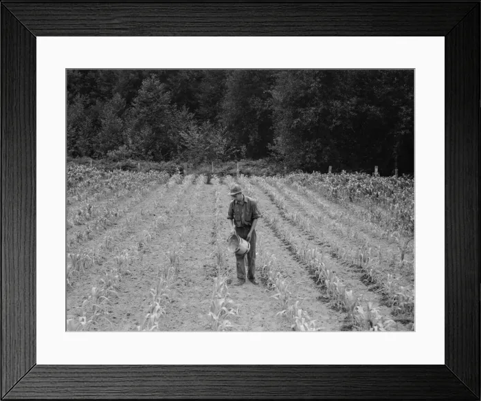 Framed Print : Hand irrigation on small rented... farm, Grays Harbor County, Western Washington, 1939. Creator: Dorothea Lange Framed Print : Hand irrigation on small rented... farm, Grays Harbor County, Western Washington, 1939. Creator: Dorothea Lange