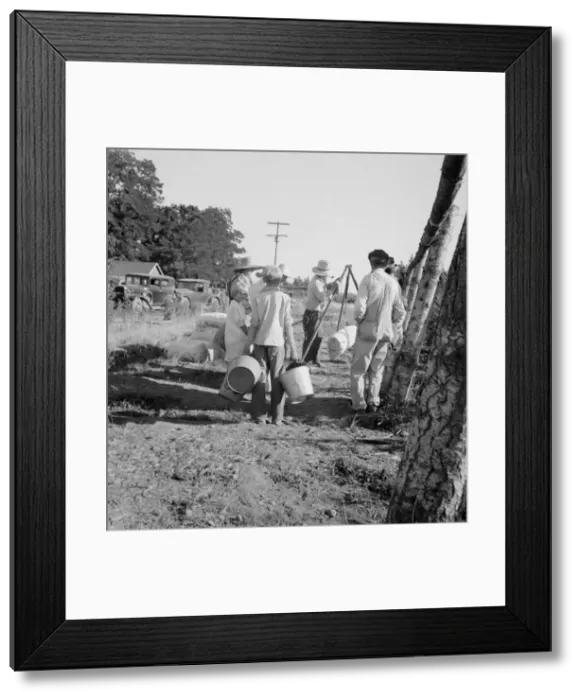 Framed Print : Possibly: Weighing beans at scales on edge of field, near West Stayton, Marion County, Oregon, 1939. Creator: Dorothea Lange Framed Print : Possibly: Weighing beans at scales on edge of field, near West Stayton, Marion County, Oregon, 1939. Creator: Dorothea Lange