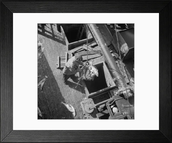 Framed Print : Unloading fish from the hold of a New England fishing boat at the Fulton market, New York, 1943. Creator: Gordon Parks Framed Print : Unloading fish from the hold of a New England fishing boat at the Fulton market, New York, 1943. Creator: Gordon Parks
