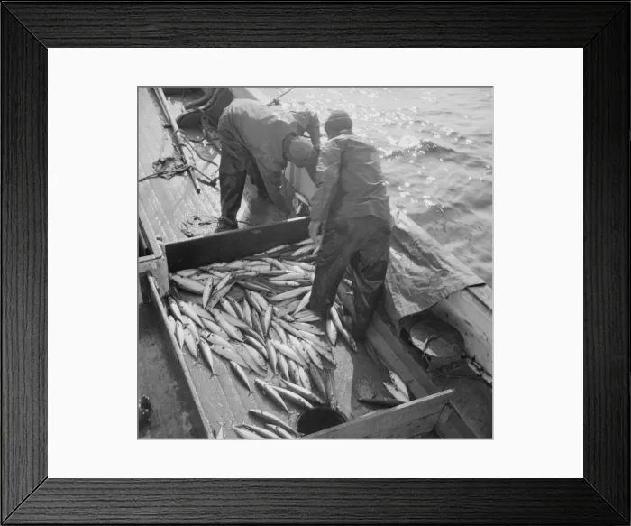 Framed Print : Mackerel fishing, Gloucester, Massachusetts, 1943. Creator: Gordon Parks Framed Print : Mackerel fishing, Gloucester, Massachusetts, 1943. Creator: Gordon Parks