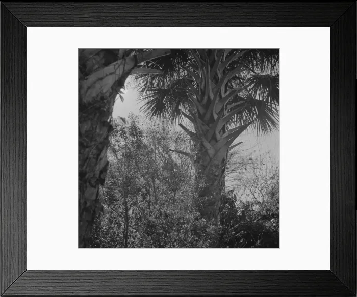 Framed Print : Palm trees and underbrush, Daytona Beach, Florida, 1943. Creator: Gordon Parks Framed Print : Palm trees and underbrush, Daytona Beach, Florida, 1943. Creator: Gordon Parks