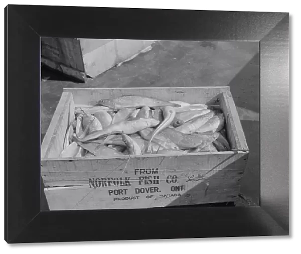 A box of fish shipped from Port Dover, Ontario, New York, 1943. Creator: Gordon Parks