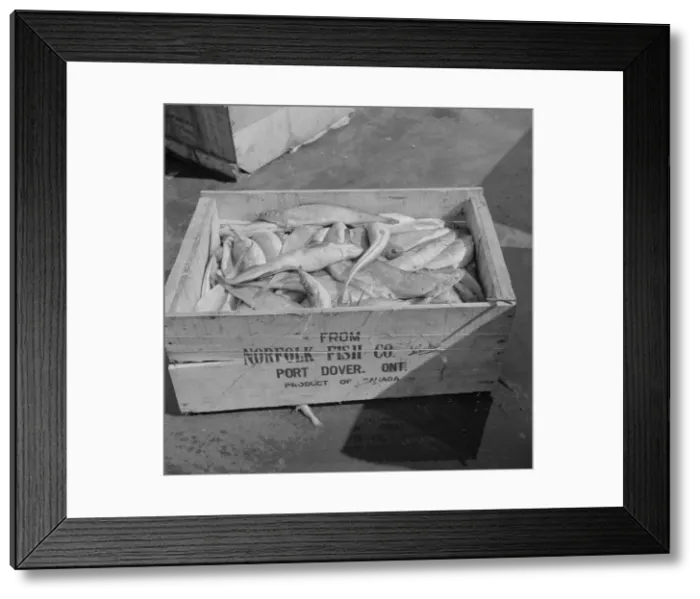 Framed Print : A box of fish shipped from Port Dover, Ontario, New York, 1943. Creator: Gordon Parks Framed Print : A box of fish shipped from Port Dover, Ontario, New York, 1943. Creator: Gordon Parks