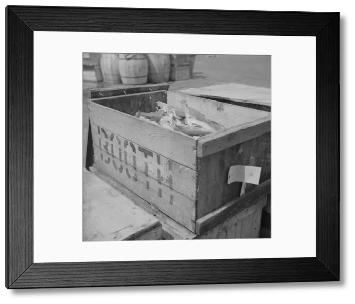 Framed Print : Box of fish at the Fulton fish market waiting to be iced, New York, 1943. Creator: Gordon Parks Framed Print : Box of fish at the Fulton fish market waiting to be iced, New York, 1943. Creator: Gordon Parks