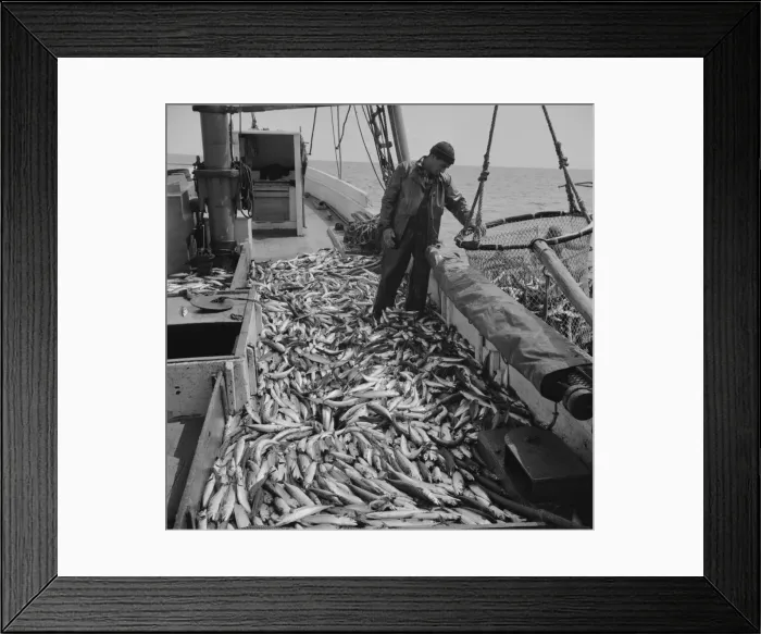 Framed Print : Freshly-caught mackerel gasping and flapping on the deck of a... Gloucester, Massachusetts, 1943. Creator: Gordon Parks Framed Print : Freshly-caught mackerel gasping and flapping on the deck of a... Gloucester, Massachusetts, 1943. Creator: Gordon Parks