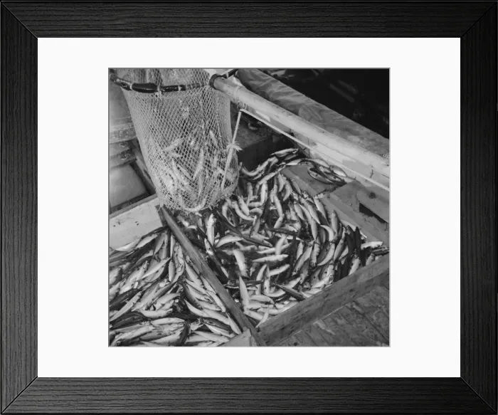 Framed Print : On board the fishing boat Alden, out of Gloucester, Massachusetts, 1943. Creator: Gordon Parks Framed Print : On board the fishing boat Alden, out of Gloucester, Massachusetts, 1943. Creator: Gordon Parks