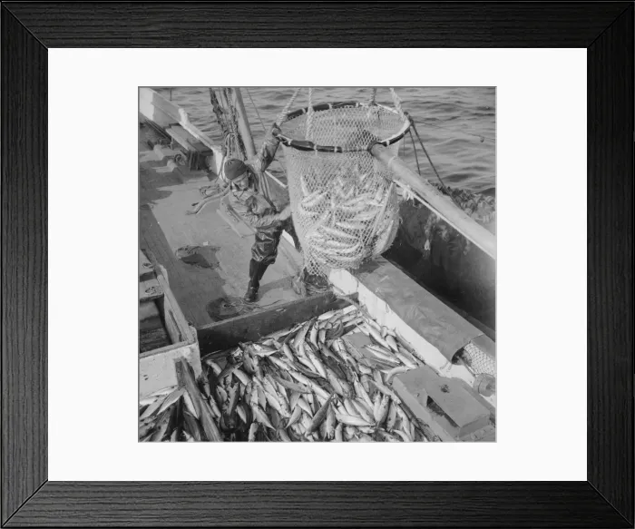 Framed Print : Large dip net transferring mackerel from nets to the Alden deck, Gloucester, Massachusetts, 1943. Creator: Gordon Parks Framed Print : Large dip net transferring mackerel from nets to the Alden deck, Gloucester, Massachusetts, 1943. Creator: Gordon Parks