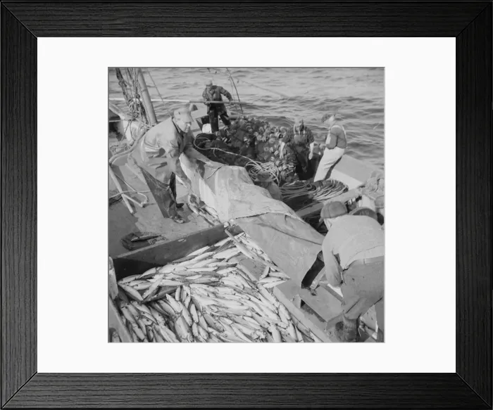 Framed Print : Fisherman taking on mackerel aboard the Alden, Gloucester, Massachusetts, 1943. Creator: Gordon Parks Framed Print : Fisherman taking on mackerel aboard the Alden, Gloucester, Massachusetts, 1943. Creator: Gordon Parks