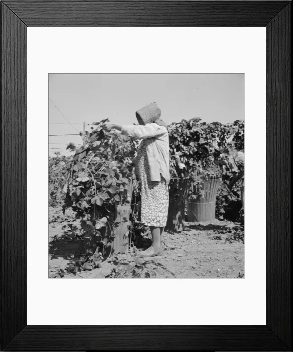 Framed Print : Possibly: Migratory field workers in hop field, near Independence, Oregon, 1939. Creator: Dorothea Lange Framed Print : Possibly: Migratory field workers in hop field, near Independence, Oregon, 1939. Creator: Dorothea Lange