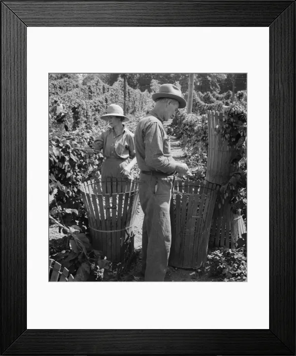 Framed Print : Possibly: Migratory field workers in hop field, near Independence, Oregon, 1939. Creator: Dorothea Lange Framed Print : Possibly: Migratory field workers in hop field, near Independence, Oregon, 1939. Creator: Dorothea Lange
