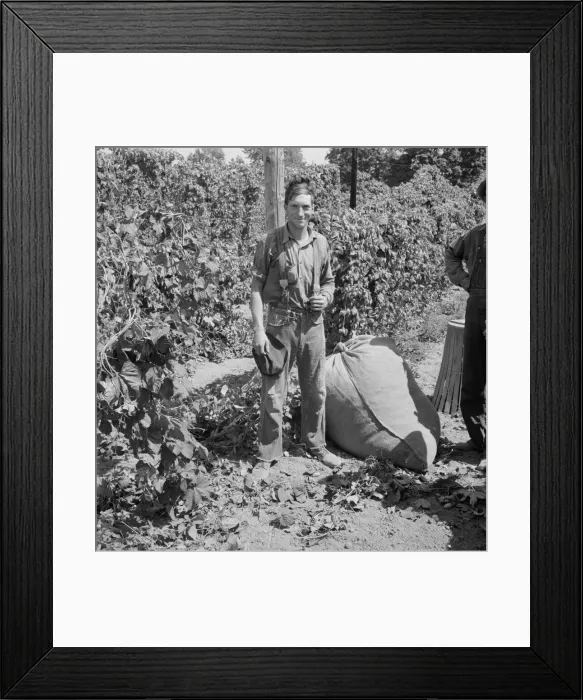 Framed Print : Young migrant worker brings his hops to weigh scales, near Independence, Polk County, Oregon, 1939. Creator: Dorothea Lange