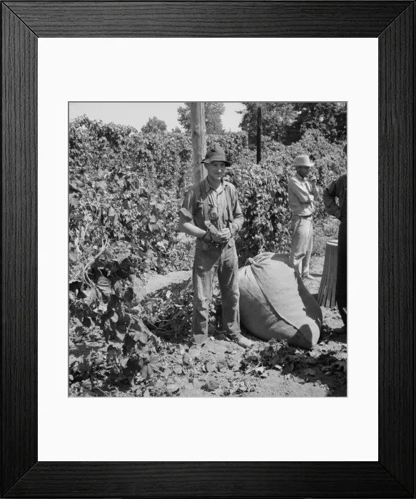 Framed Print : Young migrant worker brings his hops to weigh... near Independence, Oregon, 1939. Creator: Dorothea Lange Framed Print : Young migrant worker brings his hops to weigh... near Independence, Oregon, 1939. Creator: Dorothea Lange