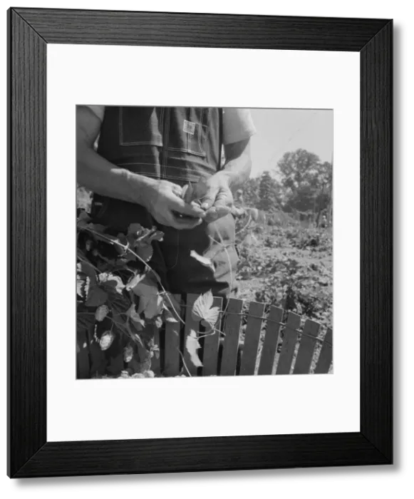Framed Print : Hop picker, once Nebraska farm owner, near Independence, Polk County, Oregon, 1939. Creator: Dorothea Lange Framed Print : Hop picker, once Nebraska farm owner, near Independence, Polk County, Oregon, 1939. Creator: Dorothea Lange