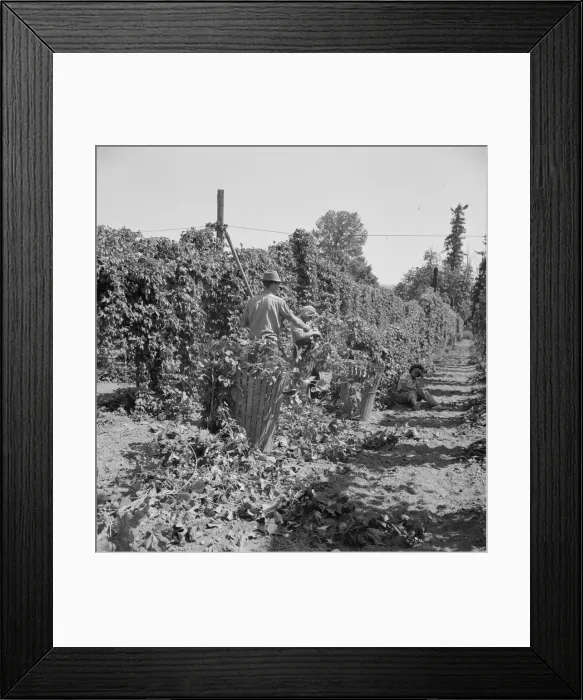 Framed Print : Possibly: Migratory field workers in hop field, Near Independence, Oregon, 1939. Creator: Dorothea Lange Framed Print : Possibly: Migratory field workers in hop field, Near Independence, Oregon, 1939. Creator: Dorothea Lange