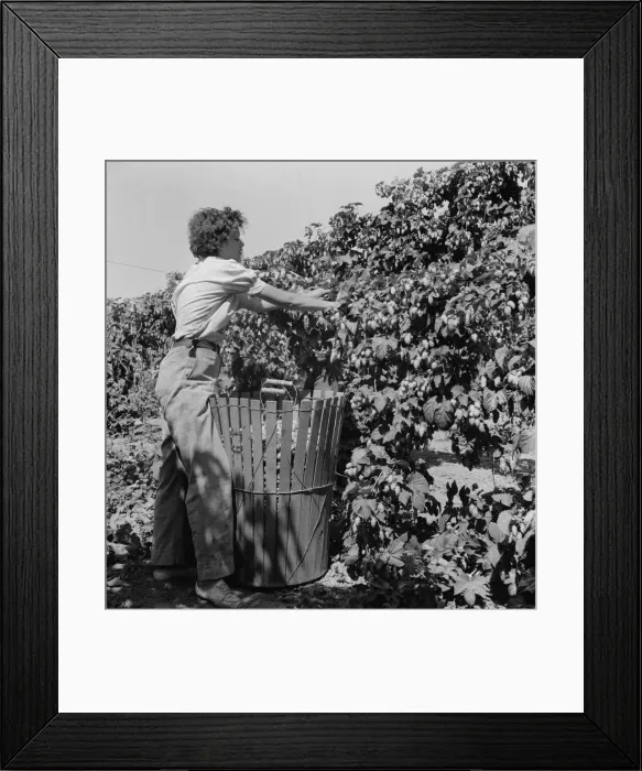 Framed Print : Young wife of ex-logger, migratory field worker... near Independence, Polk County, Oregon, 1939. Creator: Dorothea Lange Framed Print : Young wife of ex-logger, migratory field worker... near Independence, Polk County, Oregon, 1939. Creator: Dorothea Lange