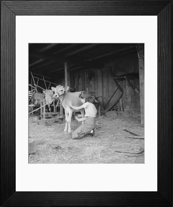 Framed Print : Young girl, daughter of small pear farmer tends her calf, near Medford, Oregon, 1939. Creator: Dorothea Lange Framed Print : Young girl, daughter of small pear farmer tends her calf, near Medford, Oregon, 1939. Creator: Dorothea Lange