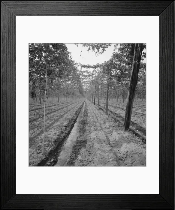 Framed Print : Hop yard, shows poles, wires, irrigation ditch and hop vine... Yakima Valley, Washington, 1939. Creator: Dorothea Lange Framed Print : Hop yard, shows poles, wires, irrigation ditch and hop vine... Yakima Valley, Washington, 1939. Creator: Dorothea Lange