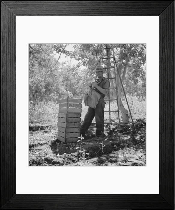 Framed Print : Migrant fruit picker (single) takes rest in the mid-morning, Yakima Valley, Washington, 1939. Creator: Dorothea Lange Framed Print : Migrant fruit picker (single) takes rest in the mid-morning, Yakima Valley, Washington, 1939. Creator: Dorothea Lange