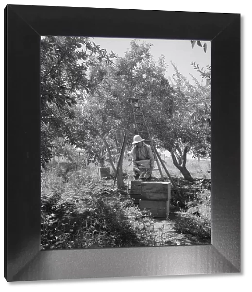 Possibly: Dumping full sack of picked pears to lug box... Yakima Valley, Wahington, 1939. Creator: Dorothea Lange