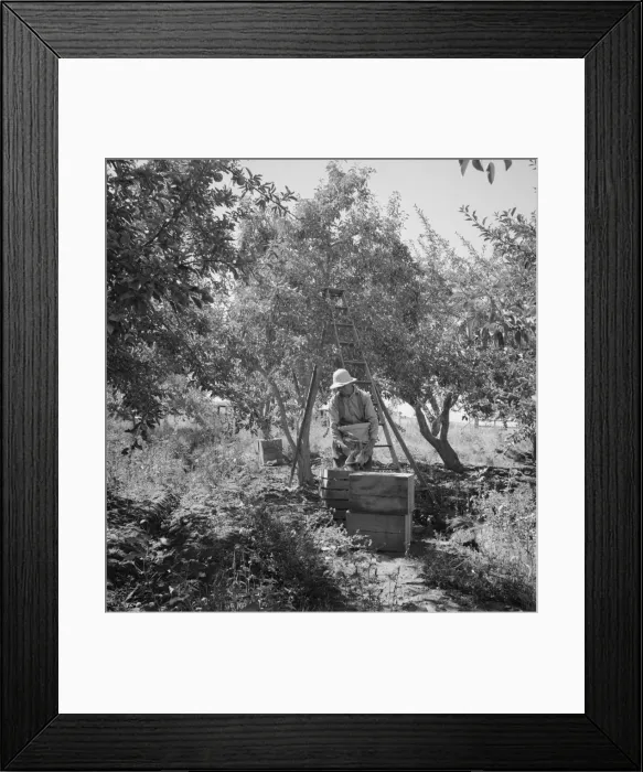 Framed Print : Possibly: Dumping full sack of picked pears to lug box... Yakima Valley, Wahington, 1939. Creator: Dorothea Lange Framed Print : Possibly: Dumping full sack of picked pears to lug box... Yakima Valley, Wahington, 1939. Creator: Dorothea Lange
