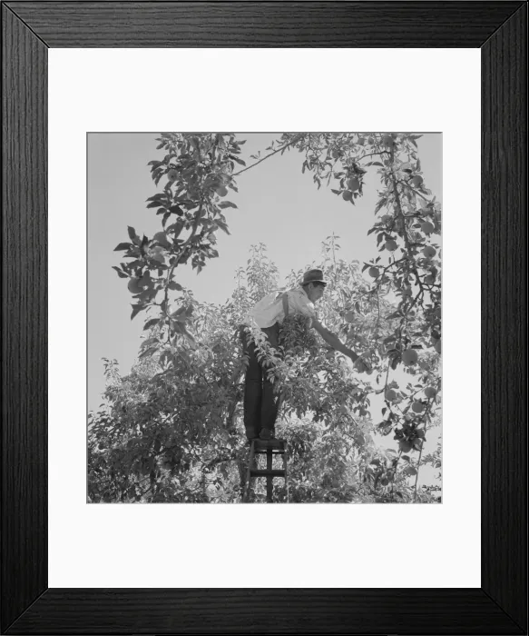 Framed Print : Harvesting pears requires agility and balance, Yakima Valley, Wahington, 1939. Creator: Dorothea Lange Framed Print : Harvesting pears requires agility and balance, Yakima Valley, Wahington, 1939. Creator: Dorothea Lange