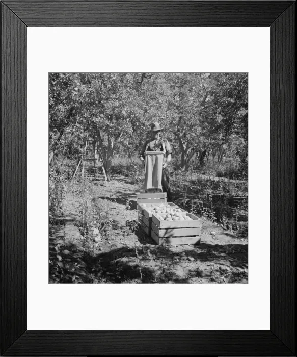 Framed Print : Possibly: Harvesting pears, Pleasant Hill Orchards, Yakima Valley, Washington, 1939. Creator: Dorothea Lange Framed Print : Possibly: Harvesting pears, Pleasant Hill Orchards, Yakima Valley, Washington, 1939. Creator: Dorothea Lange