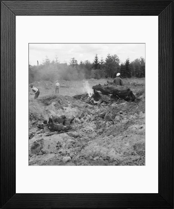 Framed Print : Possibly: After bulldozer has taken out and piled the heavy... Michigan Hill, Thurston County, 1939 Creator: Dorothea Lange Framed Print : Possibly: After bulldozer has taken out and piled the heavy... Michigan Hill, Thurston County, 1939 Creator: Dorothea Lange