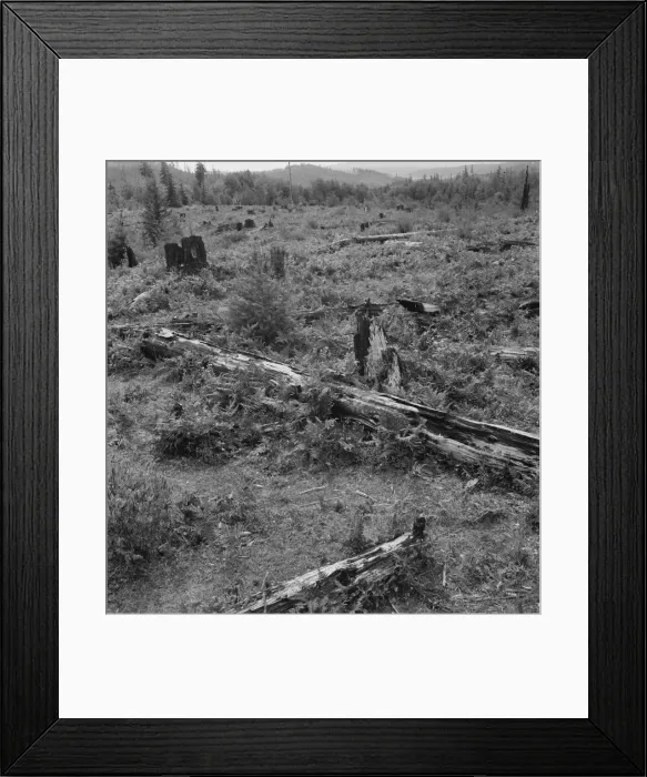 Framed Print : Land on the Arnold farm which they hope to clear next year, Michigan Hill, Thurston County, 1939. Creator: Dorothea Lange Framed Print : Land on the Arnold farm which they hope to clear next year, Michigan Hill, Thurston County, 1939. Creator: Dorothea Lange