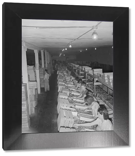 Packing fresh prunes at night on Produce Row during busy season, Yakima, Washington, 1939. Creator: Dorothea Lange