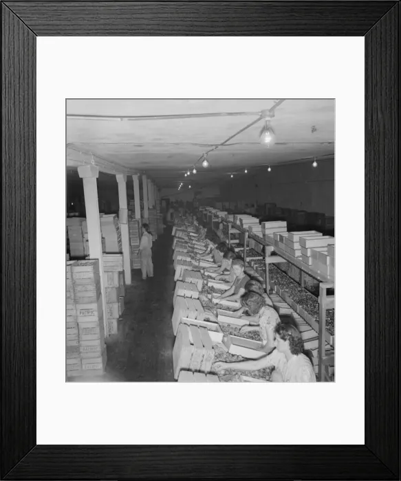 Framed Print : Packing fresh prunes at night on Produce Row during busy season, Yakima, Washington, 1939. Creator: Dorothea Lange Framed Print : Packing fresh prunes at night on Produce Row during busy season, Yakima, Washington, 1939. Creator: Dorothea Lange