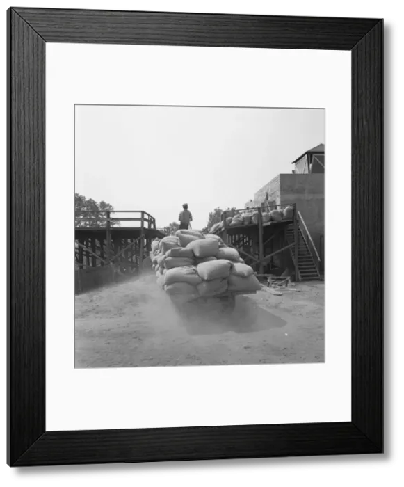 Framed Print : Hop, transported from field to kiln, near Grants Pass, Josephine County, Oregon, 1939. Creator: Dorothea Lange Framed Print : Hop, transported from field to kiln, near Grants Pass, Josephine County, Oregon, 1939. Creator: Dorothea Lange