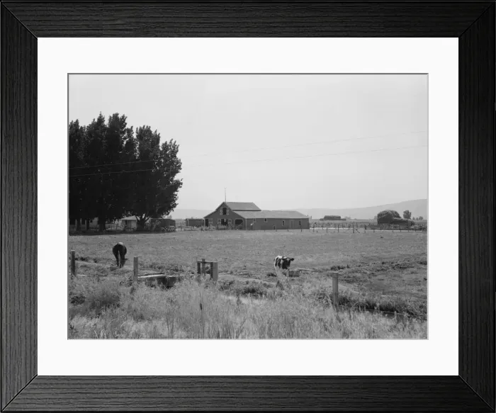 Framed Print : On tenant purchase program, west of Toppenish, Yakima Valley, Washington, 1939. Creator: Dorothea Lange Framed Print : On tenant purchase program, west of Toppenish, Yakima Valley, Washington, 1939. Creator: Dorothea Lange