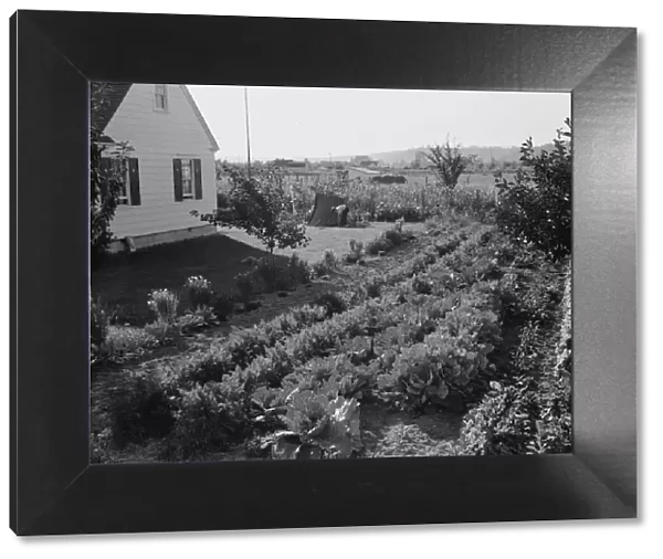 On the Longview homestead project, Cowlitz County, Washington, 1939. Creator: Dorothea Lange