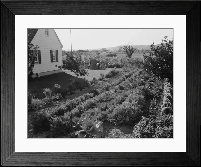 Framed Print : On the Longview homestead project, Cowlitz County, Washington, 1939. Creator: Dorothea Lange Framed Print : On the Longview homestead project, Cowlitz County, Washington, 1939. Creator: Dorothea Lange