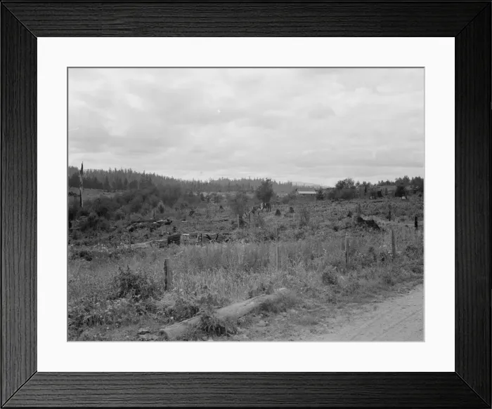 Framed Print : Another stump farm near Arnold place, Michigan Hill, Thurston County, Western Washington, 1939. Creator: Dorothea Lange Framed Print : Another stump farm near Arnold place, Michigan Hill, Thurston County, Western Washington, 1939. Creator: Dorothea Lange