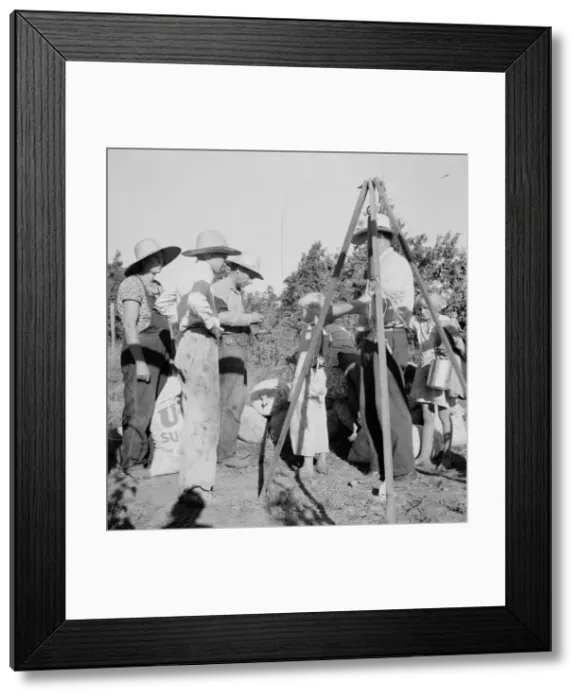 Framed Print : Weighing beans at scales on edge of field, near West Stayton, Marion County, Oregon, 1939. Creator: Dorothea Lange Framed Print : Weighing beans at scales on edge of field, near West Stayton, Marion County, Oregon, 1939. Creator: Dorothea Lange