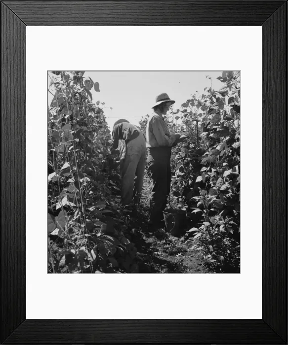 Framed Print : Migrant pickers harvesting beans, near West Stayton, Marion County, Oregon, 1939. Creator: Dorothea Lange Framed Print : Migrant pickers harvesting beans, near West Stayton, Marion County, Oregon, 1939. Creator: Dorothea Lange