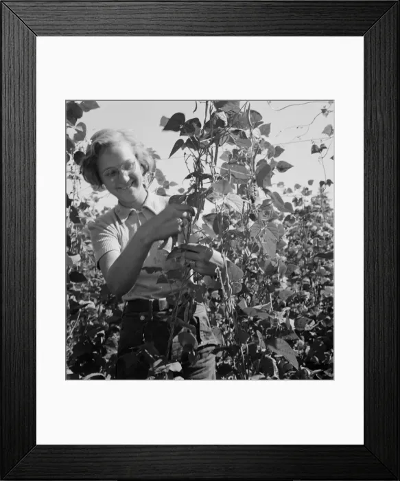 Framed Print : Local high school girl, who picks beans... near West Stayton, Marion County, Oregon, 1939. Creator: Dorothea Lange Framed Print : Local high school girl, who picks beans... near West Stayton, Marion County, Oregon, 1939. Creator: Dorothea Lange