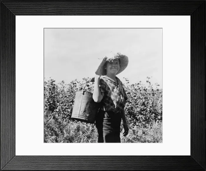 Framed Print : Many children work in the bean harvest, near West Stayton, Marion County, Oregon, 1939. Creator: Dorothea Lange Framed Print : Many children work in the bean harvest, near West Stayton, Marion County, Oregon, 1939. Creator: Dorothea Lange