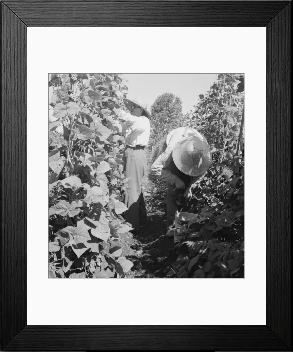 Framed Print : Possibly: Migrant pickers harvesting beans, near West Stayton, Marion County, Oregon, 1939. Creator: Dorothea Lange Framed Print : Possibly: Migrant pickers harvesting beans, near West Stayton, Marion County, Oregon, 1939. Creator: Dorothea Lange